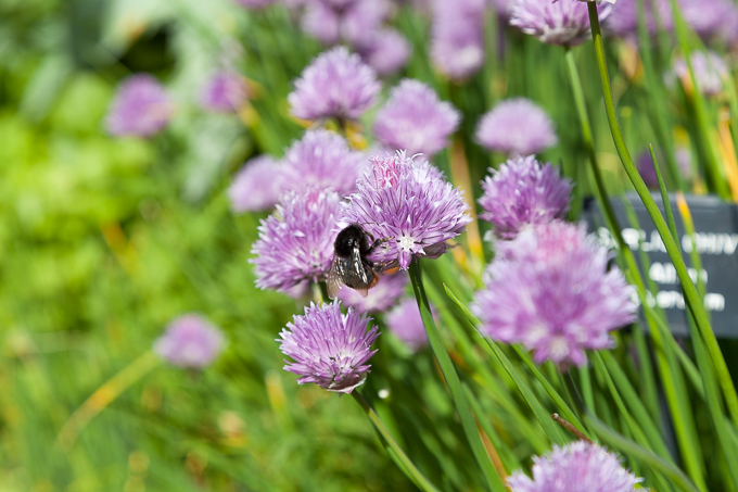 Flowers (12)
